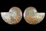 Sliced Ammonite Fossil - Crystal Pockets #125001-1